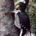 Black-backed Woodpecker